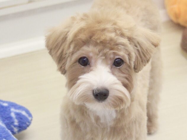 愛媛県のハーフ犬・ミックス犬 (アミーゴ新居浜店/2025年11月28日生まれ/女の子/クリーム)の子犬