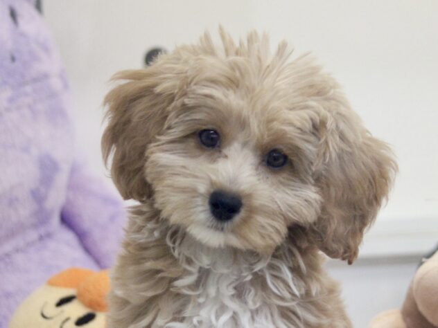 愛媛県のハーフ犬・ミックス犬 (アミーゴ新居浜店/2026年3月21日生まれ/女の子/アプリコット)の子犬の1枚目の画像