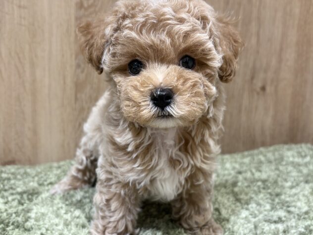 広島県のハーフ犬・ミックス犬 (アミーゴ広島商工センター店/2026年4月23日生まれ/男の子/クリーム)の子犬