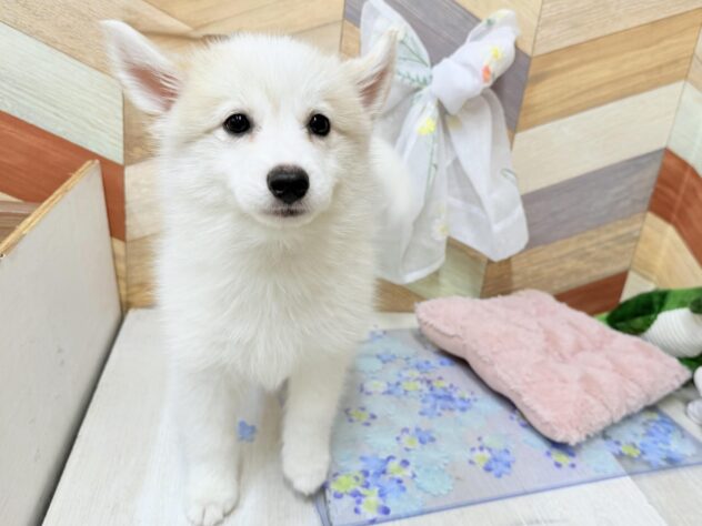 高知県のハーフ犬・ミックス犬 (ワンキャラット アミーゴ高知店/2026年3月13日生まれ/女の子/シルバーホワイト)の子犬の2枚目の画像