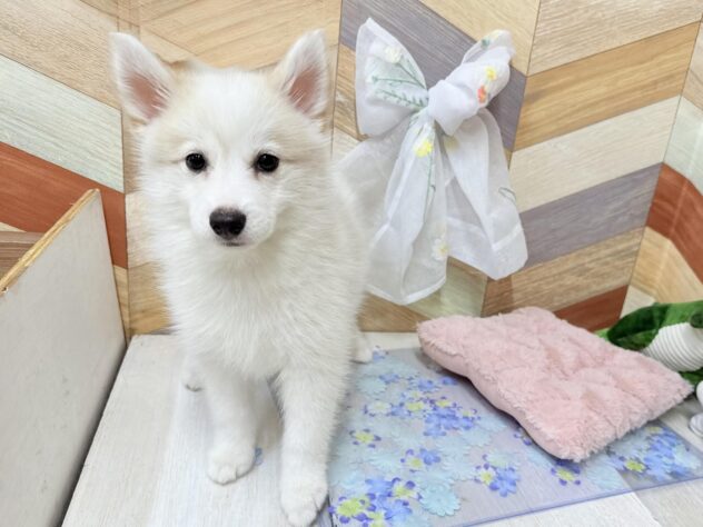 高知県のハーフ犬・ミックス犬 (ワンキャラット アミーゴ高知店/2026年3月13日生まれ/女の子/シルバーホワイト)の子犬の3枚目の画像