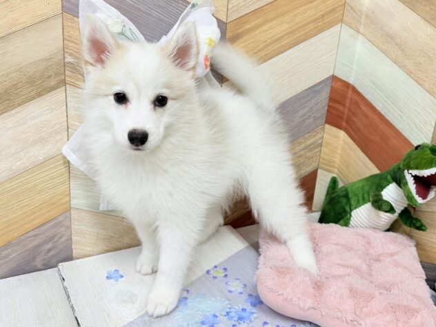 高知県のハーフ犬・ミックス犬 (ワンキャラット アミーゴ高知店/2026年3月13日生まれ/女の子/シルバーホワイト)の子犬の1枚目の画像