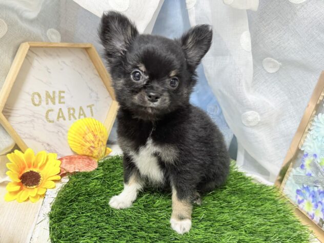 2026年4月8日生まれのハーフ犬・ミックス犬