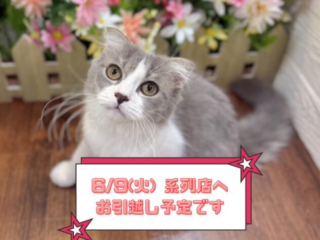 兵庫県のスコティッシュフォールド (ワンキャラット アミーゴ姫路飾磨店/2025年12月13日生まれ/男の子/ブルーホワイト)の子猫の1枚目の画像