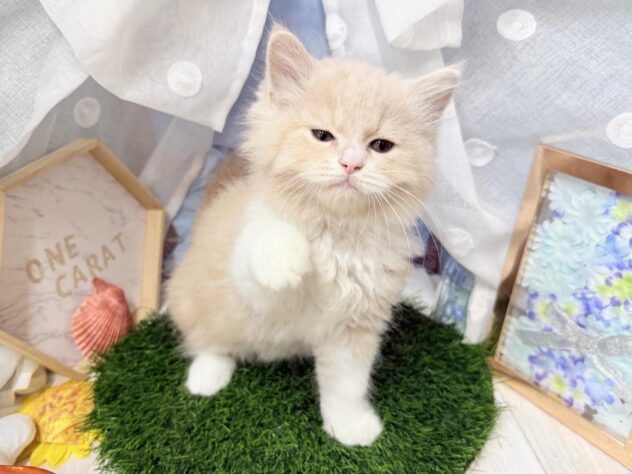 高知県のラガマフィン (ワンキャラット アミーゴ高知店/2026年4月10日生まれ/男の子/クリームタビーホワイト)の子猫の4枚目の画像