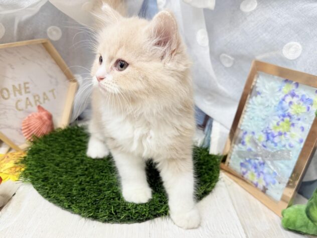 高知県のラガマフィン (ワンキャラット アミーゴ高知店/2026年4月10日生まれ/男の子/クリームタビーホワイト)の子猫の3枚目の画像