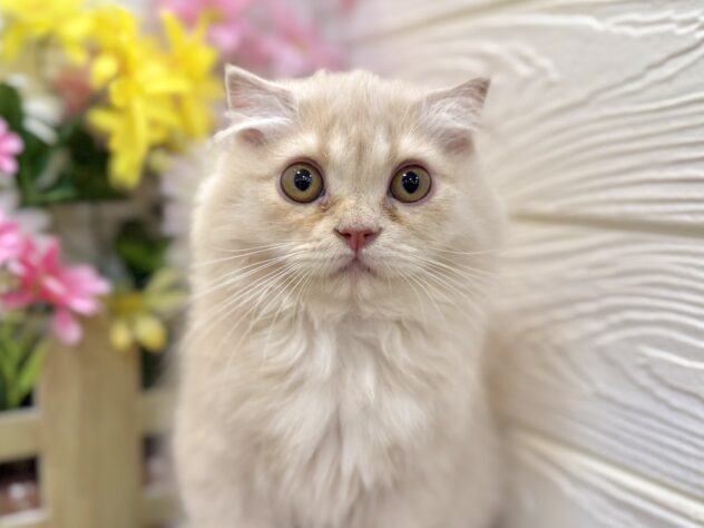 兵庫県のスコティッシュフォールド (ワンキャラット アミーゴ姫路飾磨店/2026年2月26日生まれ/男の子/クリーム)の子猫の1枚目の画像