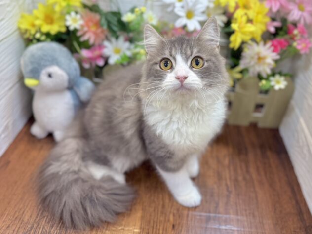 兵庫県のサイベリアン (ワンキャラット アミーゴ姫路飾磨店/2026年1月22日生まれ/男の子/ブルータンホワイト)の子猫の2枚目の画像