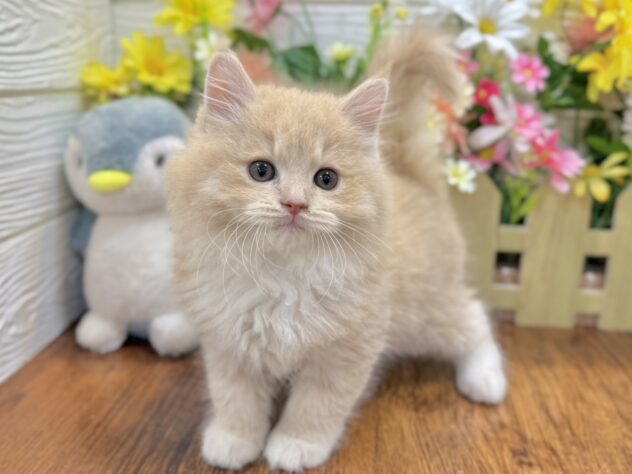 兵庫県のラガマフィン (ワンキャラット アミーゴ姫路飾磨店/2026年4月10日生まれ/男の子/クリームタビーホワイト)の子猫の2枚目の画像