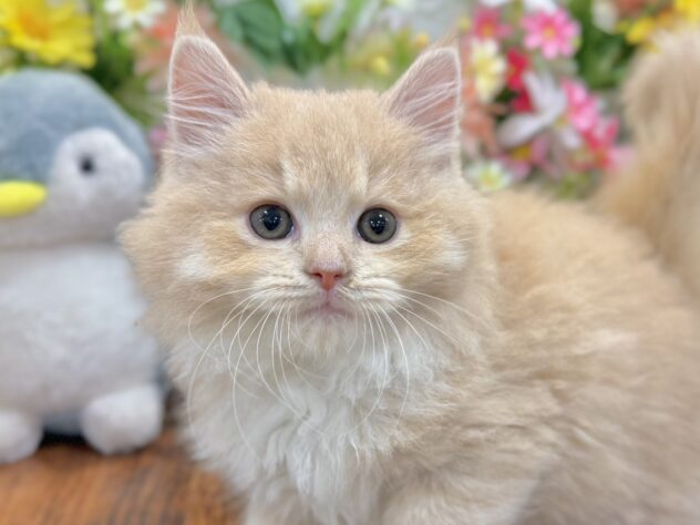 兵庫県のラガマフィン (ワンキャラット アミーゴ姫路飾磨店/2026年4月10日生まれ/男の子/クリームタビーホワイト)の子猫の1枚目の画像