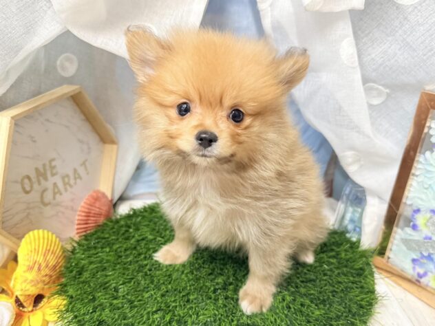 高知県のポメラニアン (ワンキャラット アミーゴ高知店/2026年4月16日生まれ/男の子/オレンジ)の子犬の4枚目の画像