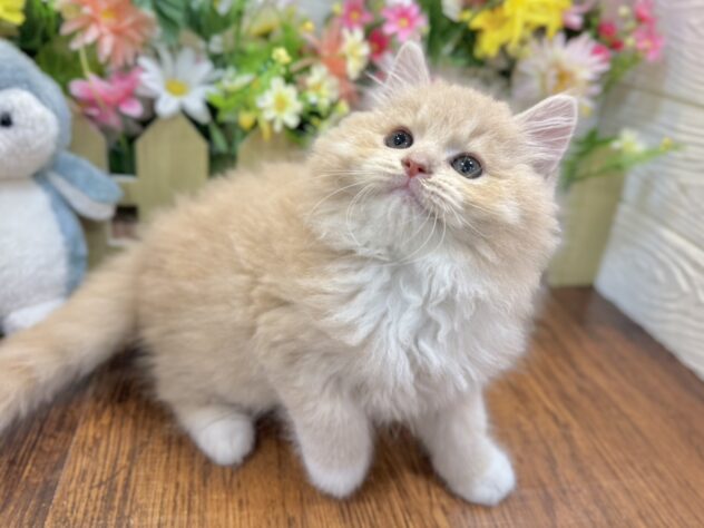 兵庫県のラガマフィン (ワンキャラット アミーゴ姫路飾磨店/2026年4月10日生まれ/男の子/クリームタビーホワイト)の子猫の4枚目の画像