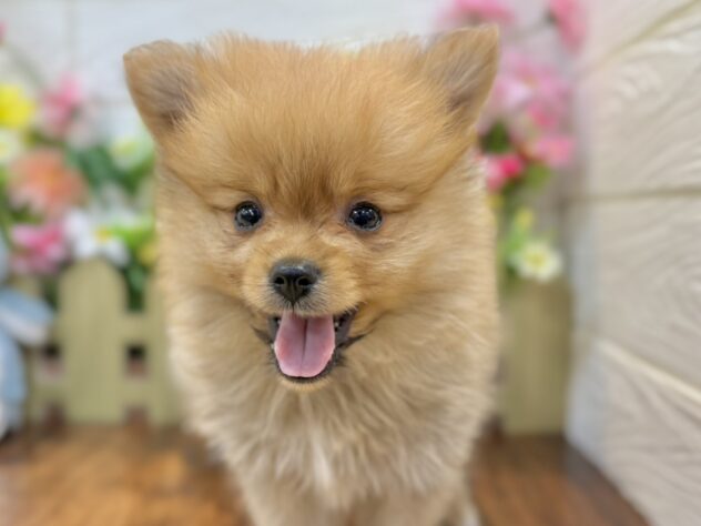 兵庫県のポメラニアン (ワンキャラット アミーゴ姫路飾磨店/2026年4月16日生まれ/男の子/オレンジ)の子犬の1枚目の画像