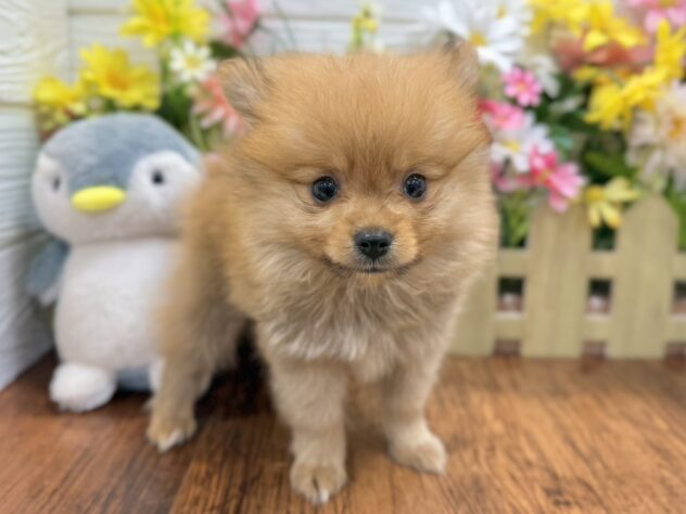 兵庫県のポメラニアン (ワンキャラット アミーゴ姫路飾磨店/2026年4月16日生まれ/男の子/オレンジ)の子犬の2枚目の画像