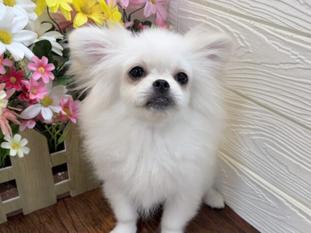 兵庫県のハーフ犬・ミックス犬 (ワンキャラット アミーゴ姫路飾磨店/2026年1月14日生まれ/女の子/クリーム)の子犬の3枚目の画像