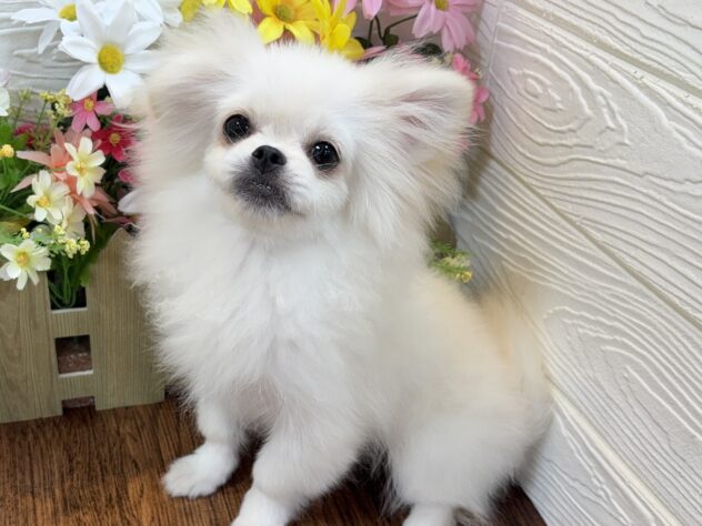 兵庫県のハーフ犬・ミックス犬 (ワンキャラット アミーゴ姫路飾磨店/2026年1月14日生まれ/女の子/クリーム)の子犬の1枚目の画像