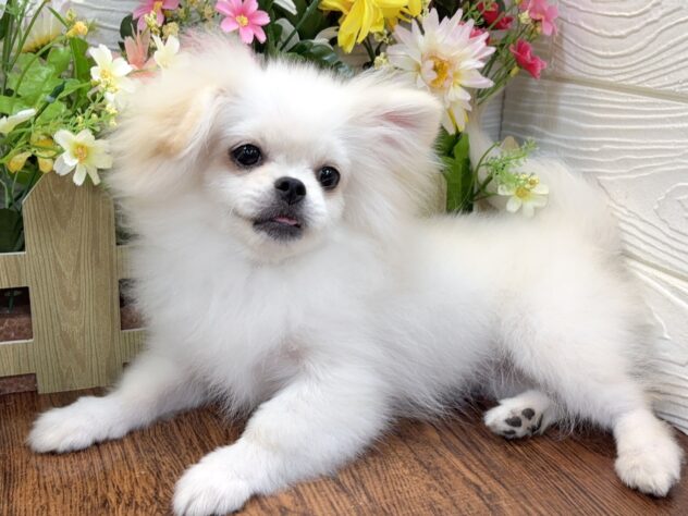 兵庫県のハーフ犬・ミックス犬 (ワンキャラット アミーゴ姫路飾磨店/2026年1月14日生まれ/女の子/クリーム)の子犬の4枚目の画像
