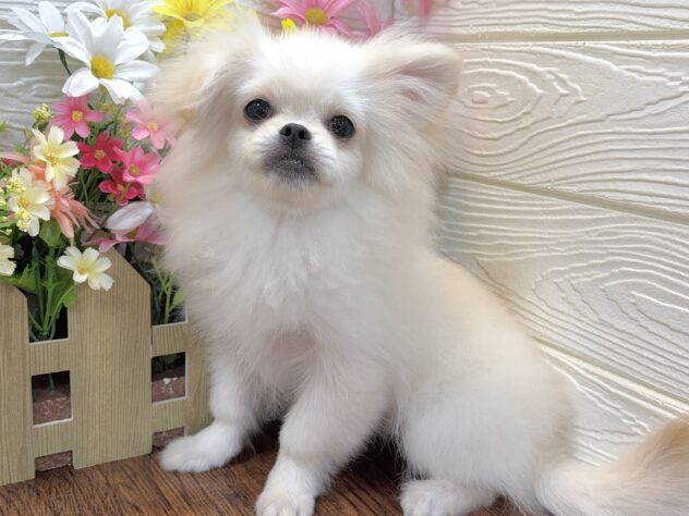 兵庫県のハーフ犬・ミックス犬 (ワンキャラット アミーゴ姫路飾磨店/2026年1月14日生まれ/女の子/クリーム)の子犬の2枚目の画像