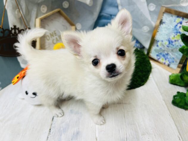 高知県のチワワ(ロング) (ワンキャラット アミーゴ高知店/2026年4月17日生まれ/男の子/クリーム)の子犬の4枚目の画像