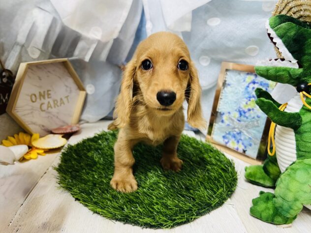高知県のミニチュアダックスフンド(ロング) (ワンキャラット アミーゴ高知店/2026年4月19日生まれ/男の子/ゴールド)の子犬の3枚目の画像