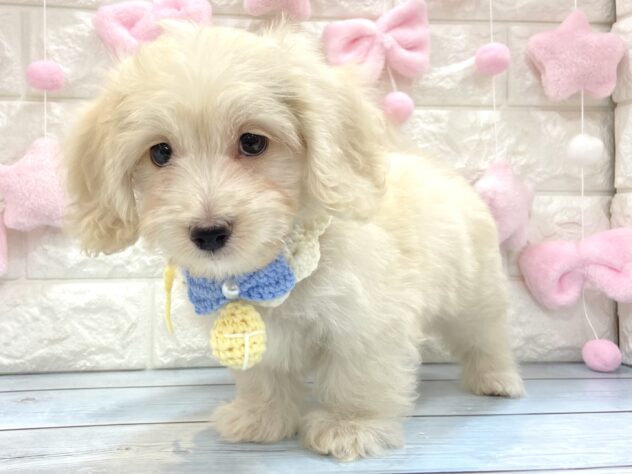 兵庫県のハーフ犬・ミックス犬 (ワンキャラット アミーゴ姫路飾磨店/2026年4月26日生まれ/男の子/クリーム)の子犬の4枚目の画像