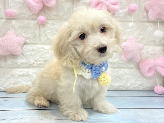 兵庫県のハーフ犬・ミックス犬 (ワンキャラット アミーゴ姫路飾磨店/2026年4月26日生まれ/男の子/クリーム)の子犬の3枚目の画像