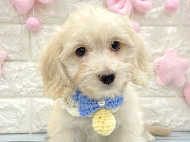 兵庫県のハーフ犬・ミックス犬 (ワンキャラット アミーゴ姫路飾磨店/2026年4月26日生まれ/男の子/クリーム)の子犬の1枚目の画像
