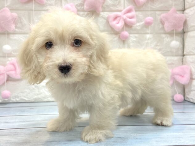 兵庫県のハーフ犬・ミックス犬 (ワンキャラット アミーゴ姫路飾磨店/2026年4月26日生まれ/男の子/クリーム)の子犬の2枚目の画像