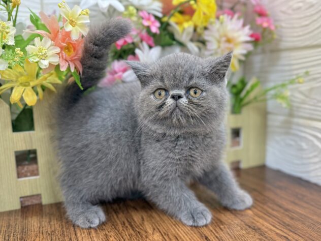 兵庫県のエキゾチックショートヘアー (ワンキャラット アミーゴ姫路飾磨店/2026年3月28日生まれ/女の子/ブルー)の子猫の4枚目の画像