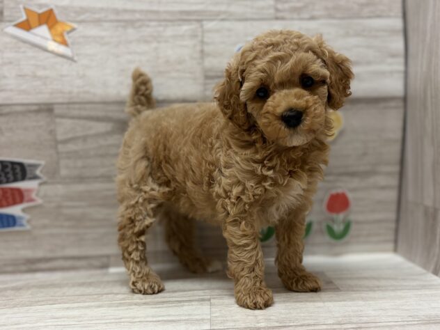 岩手県のトイプードル(トイ) (アミーゴ一関店/2026年4月2日生まれ/女の子/アプリコット)の子犬