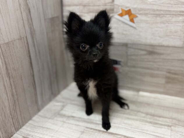 岩手県のハーフ犬・ミックス犬 (アミーゴ一関店/2026年2月8日生まれ/男の子/ブラック)の子犬