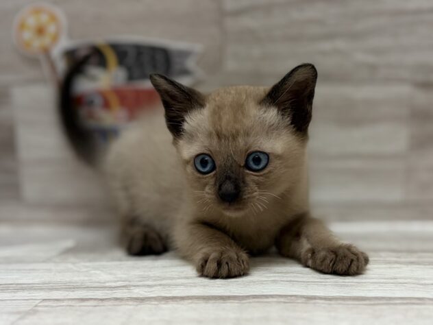 岩手県のトンキニーズ (アミーゴ一関店/2026年3月19日生まれ/男の子/ナチュラルミンク)の子猫