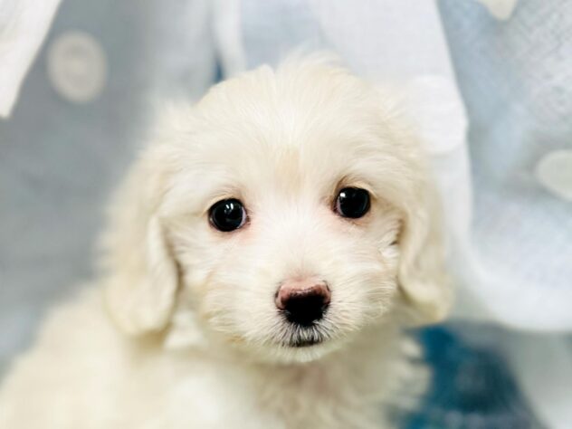 高知県のハーフ犬・ミックス犬 (ワンキャラット アミーゴ高知店/2026年4月26日生まれ/男の子/クリーム)の子犬の2枚目の画像