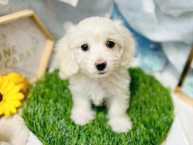 高知県のハーフ犬・ミックス犬 (ワンキャラット アミーゴ高知店/2026年4月26日生まれ/男の子/クリーム)の子犬の1枚目の画像