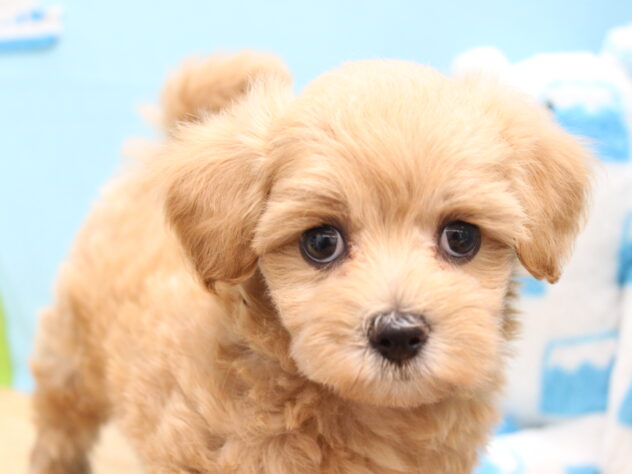 愛媛県のハーフ犬・ミックス犬 (アミーゴ今治店/2026年4月12日生まれ/男の子/アプリコット)の子犬の1枚目の画像