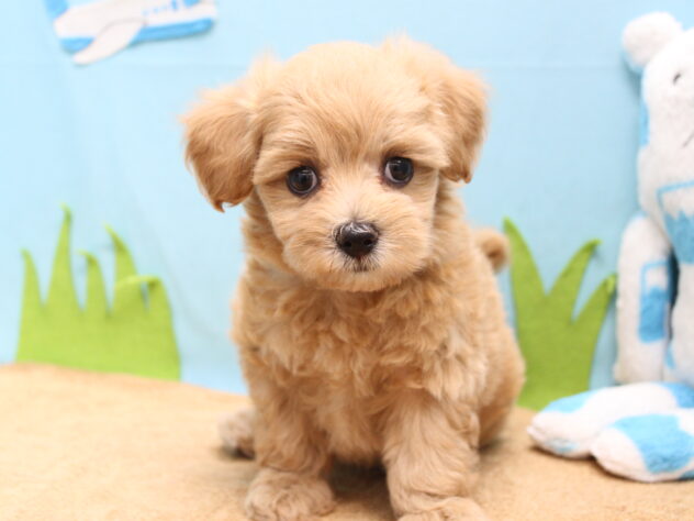 愛媛県のハーフ犬・ミックス犬 (アミーゴ今治店/2026年4月12日生まれ/男の子/アプリコット)の子犬の2枚目の画像