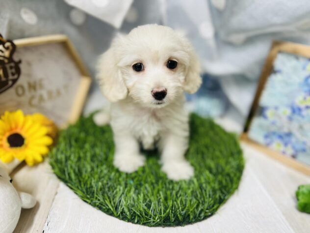 高知県のハーフ犬・ミックス犬 (ワンキャラット アミーゴ高知店/2026年4月26日生まれ/男の子/クリーム)の子犬の4枚目の画像