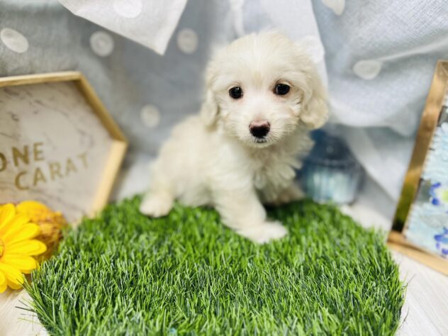 高知県のハーフ犬・ミックス犬 (ワンキャラット アミーゴ高知店/2026年4月26日生まれ/男の子/クリーム)の子犬の3枚目の画像
