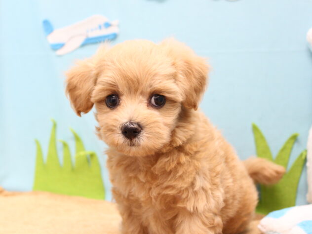 愛媛県のハーフ犬・ミックス犬 (アミーゴ今治店/2026年4月12日生まれ/男の子/アプリコット)の子犬の3枚目の画像