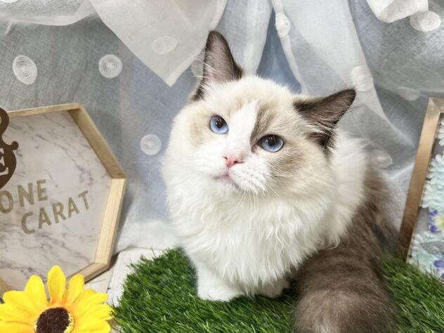 2026年1月11日生まれのラグドール