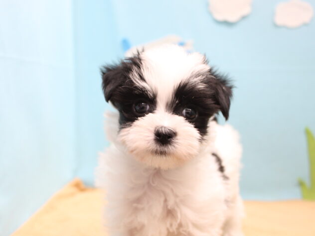 愛媛県のハーフ犬・ミックス犬 (アミーゴ今治店/2026年4月20日生まれ/女の子/ブラックホワイト)の子犬
