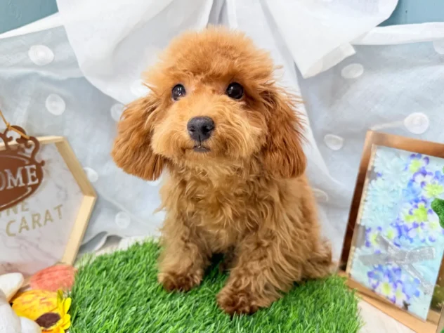 高知県のトイプードル(トイ) (ワンキャラット アミーゴ高知店/2026年1月30日生まれ/男の子/レッド)の子犬の1枚目の画像