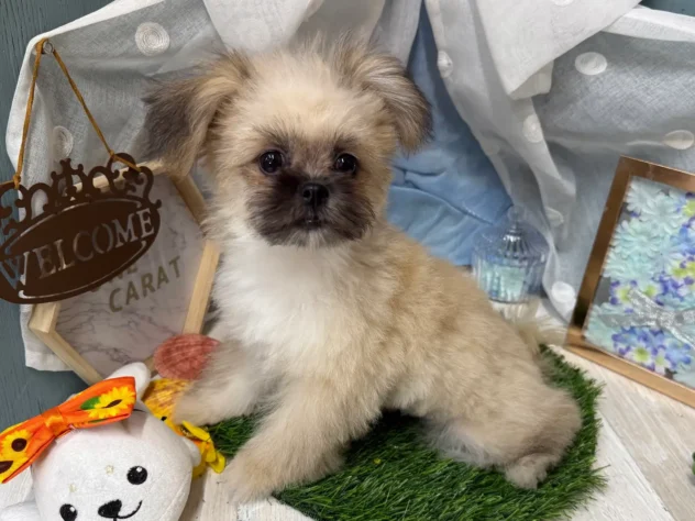 高知県のハーフ犬・ミックス犬 (ワンキャラット アミーゴ高知店/2026年2月26日生まれ/女の子/オレンジ)の子犬の3枚目の画像
