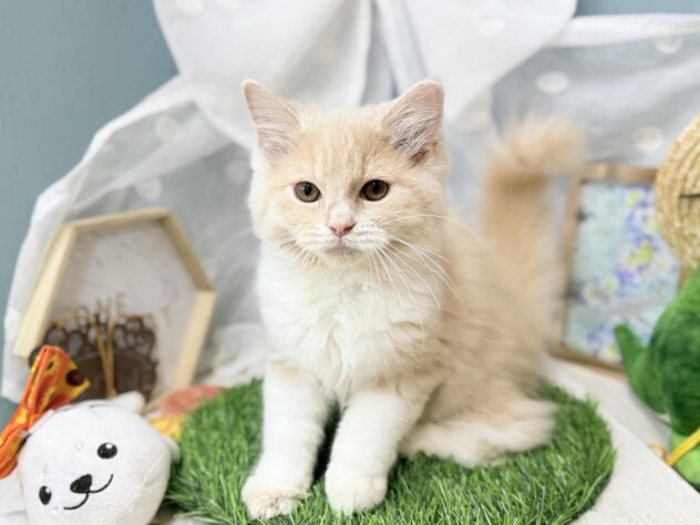 高知県のラガマフィン (ワンキャラット アミーゴ高知店/2026年4月10日生まれ/男の子/クリームタビーホワイト)の子猫の3枚目の画像