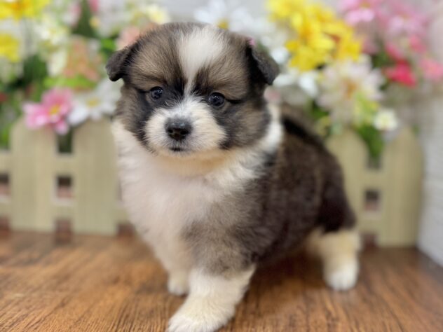 兵庫県のハーフ犬・ミックス犬 (ワンキャラット アミーゴ姫路飾磨店/2026年4月11日生まれ/女の子/セーブルホワイト)の子犬の3枚目の画像