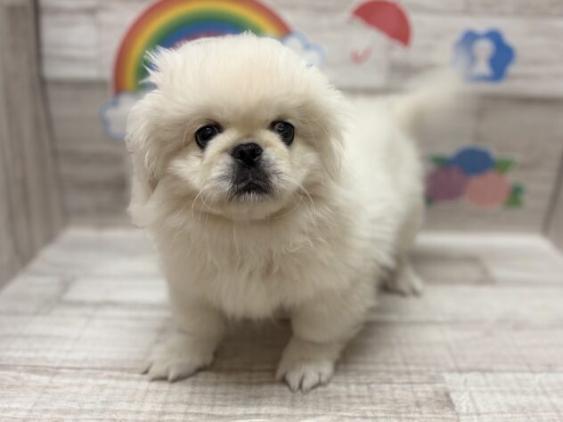 岩手県のペキニーズ (アミーゴ一関店/2026年2月24日生まれ/男の子/ホワイト)の子犬