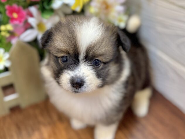 兵庫県のハーフ犬・ミックス犬 (ワンキャラット アミーゴ姫路飾磨店/2026年4月11日生まれ/女の子/セーブルホワイト)の子犬の2枚目の画像
