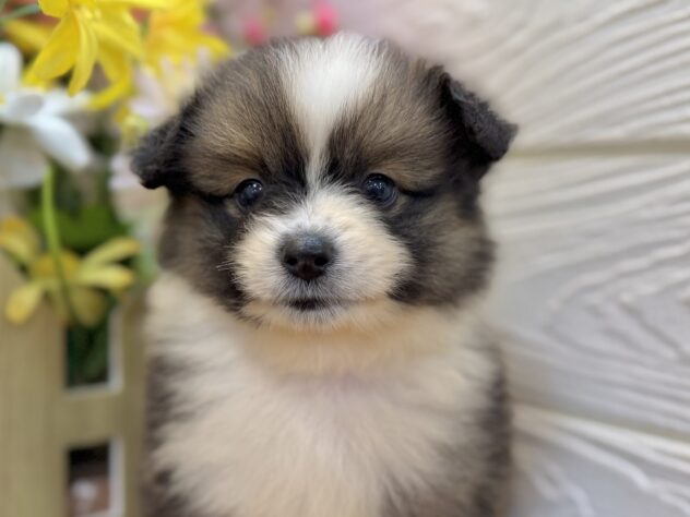 兵庫県のハーフ犬・ミックス犬 (ワンキャラット アミーゴ姫路飾磨店/2026年4月11日生まれ/女の子/セーブルホワイト)の子犬の1枚目の画像