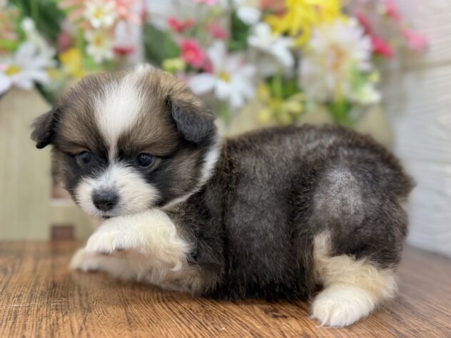 兵庫県のハーフ犬・ミックス犬 (ワンキャラット アミーゴ姫路飾磨店/2026年4月11日生まれ/女の子/セーブルホワイト)の子犬の4枚目の画像