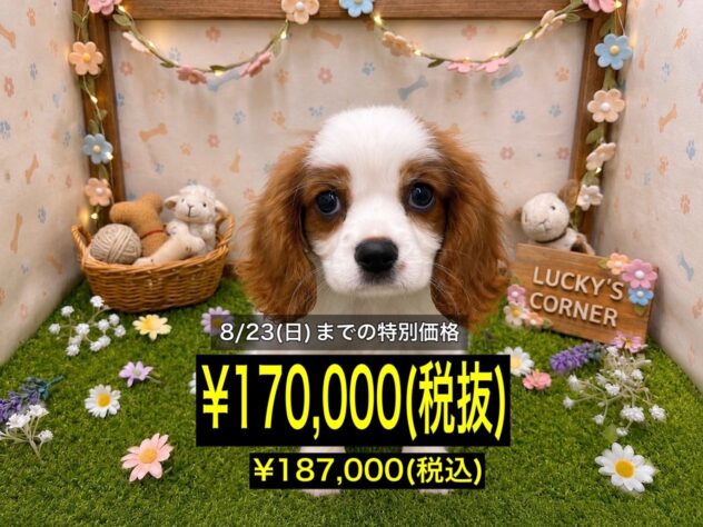 岡山県のキャバリアキングチャールズスパニエル (アミーゴ倉敷店/2026年5月4日生まれ/男の子/ブレンハイム)の子犬